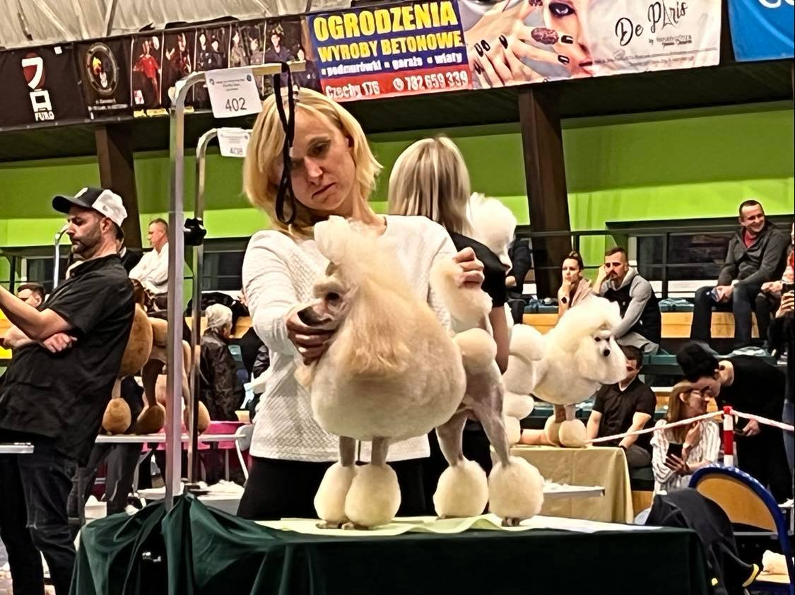 Marta z pudlem toy na Masters Grooming Show 2022
